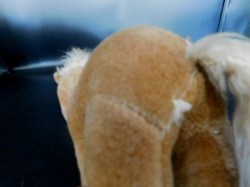 steiff horse tag